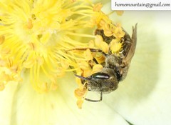 Halictus aerarius