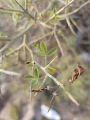 Calicotome spinosa