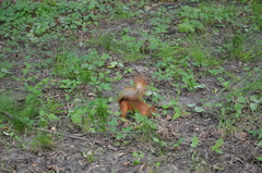Sciurus vulgaris
