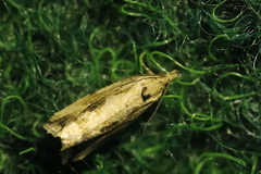 Endothenia quadrimaculana
