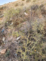Calicotome spinosa