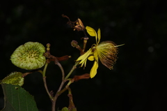 Erinocarpus nimmonii