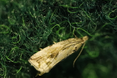 Endothenia quadrimaculana