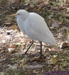Bubulcus ibis