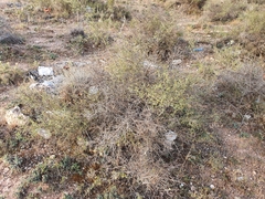 Calicotome spinosa