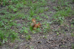 Sciurus vulgaris