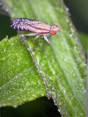 Trypetoptera