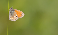 Coenonympha rhodopensis