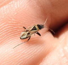 Xanthochilus quadratus