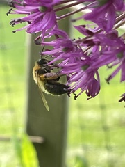 Andrena