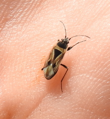Xanthochilus quadratus