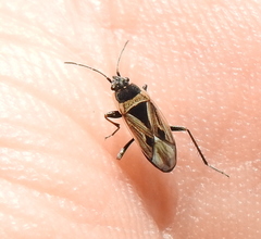 Xanthochilus quadratus
