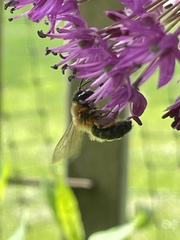 Andrena