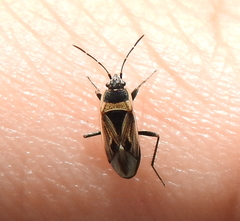 Xanthochilus quadratus