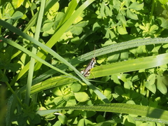 Melanoplus viridipes