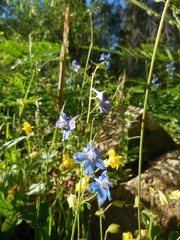 Delphinium depauperatum
