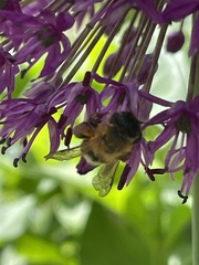 Andrena