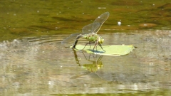 Anax imperator