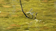 Anax imperator