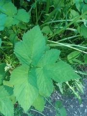 Aegopodium podagraria