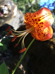 Lilium pardalinum pardalinum