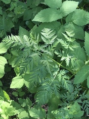 Anthriscus sylvestris