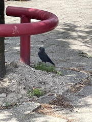 Corvus monedula