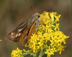 Hesperia meskei