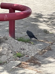 Corvus monedula