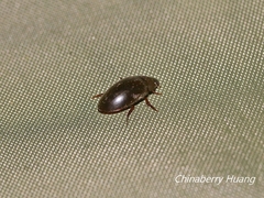 Sternolophus rufipes