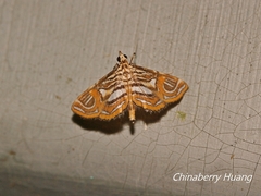 Paracymoriza cataclystalis