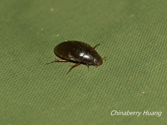 Sternolophus rufipes