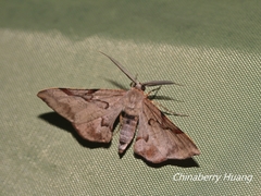 Hypochrosis baenzigeri