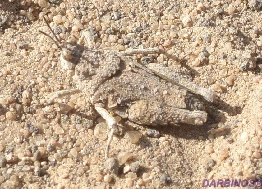 Chrotogonus homalodemus