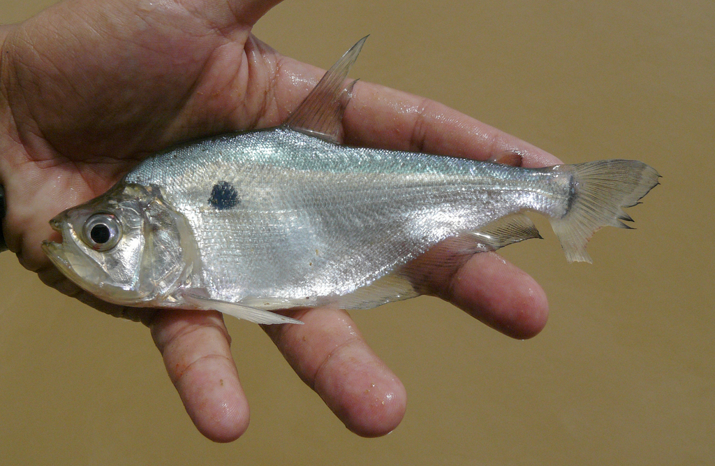Roeboides myersii — Characidae
