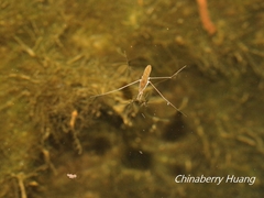 Gerris gracilicornis