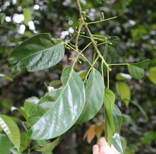 (Flora Singapore List E) · iNaturalist