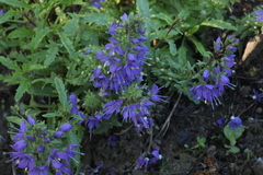 Veronica schmidtiana