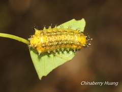 Scopelodes contracta