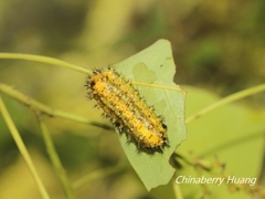 Scopelodes contracta