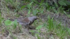Turdus pilaris