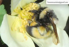 Bombus lantschouensis