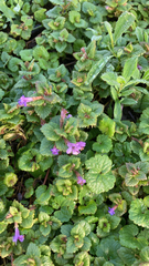 Glechoma hederacea