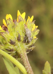 Mitostylus setosus