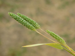 Phleum paniculatum