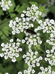 Chrysogaster solstitialis