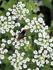 Chrysogaster solstitialis