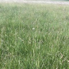 Oenanthe peucedanifolia