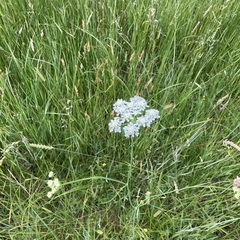 Oenanthe peucedanifolia