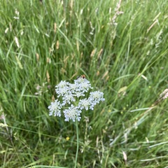 Oenanthe peucedanifolia